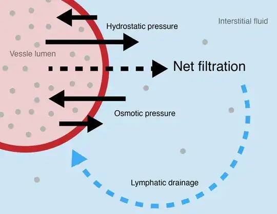 Image demonstrating major net forces in capillary fluid homeostasis