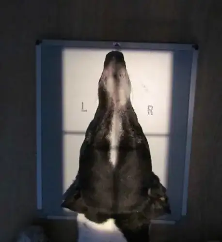 doggie head positioning