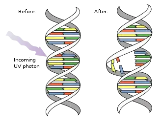 UV damaging DNA