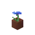 Potted Cornflower