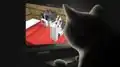 Winner of the Cat Contest.
