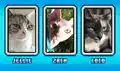 Jellie, Zach, and Coco in the Cat Contest.