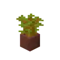 Potted Acacia Sapling
