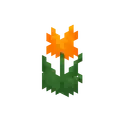 Orange tulip