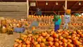 A creaking, along with other mobs in a pumpkin patch.