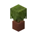 Potted Azalea
