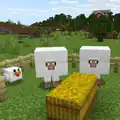 Thick sheep and chicken.