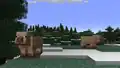 A cold pig in a cold biome.