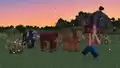 Three cows following Ari.