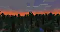 The sun setting in a old growth pine taiga.