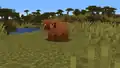 A warm pig in a savanna.