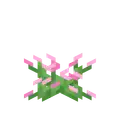 Dwarf Shrub Pink