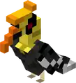 Hornbill