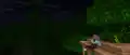 Efe stargazing in a jungle.