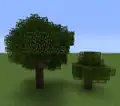 Oak trees.