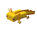 An axolotl underwater.