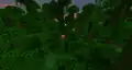 A picture of a jungle taken at dawn.