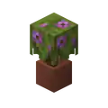 Potted Flowering Azalea