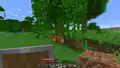 Example of natural cocoa pods spawn bug.