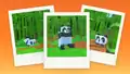 Three polaroid pictures on an orange background showing a panda eating bamboo, lying on their back, and sticking its tongue out