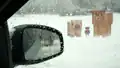 Cold animal variants on the side of the road