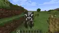 A temperate cow being tempted by the player who is holding wheat.