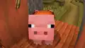A pig through a peephole.