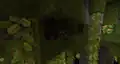 A colony of bats.