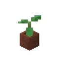 Potted Mangrove Propagule