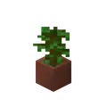 Potted Jungle Sapling