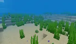 Deep_Warm_Ocean.png: Infobox image for Deep Warm Ocean the biome in Minecraft