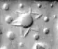 cylinder seal VA/243 - star symbols