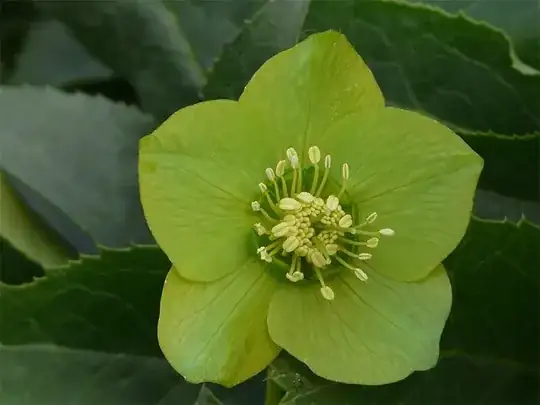 Helleborus cyclophyllus