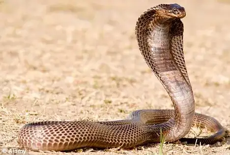upright posture