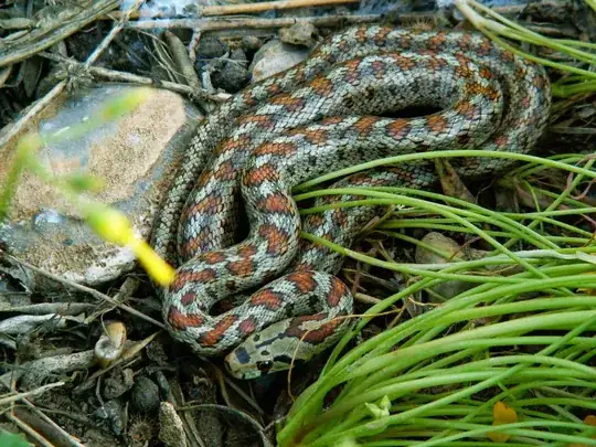 Leopard snake