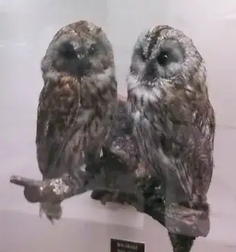 (Two taxidermied specimens of Stirx aluco)
