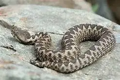 Ohia snake