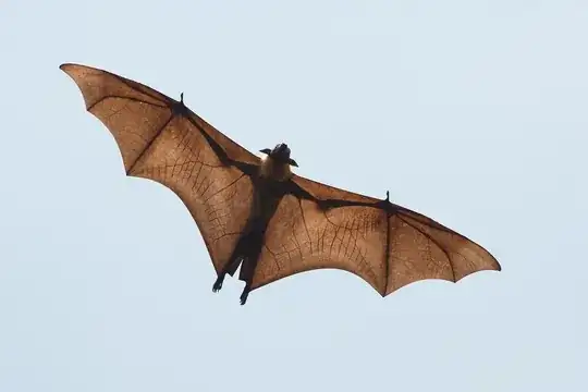 Indian Fruit Bat