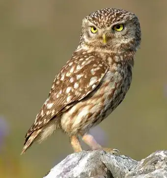 (Photo of Athene noctua)