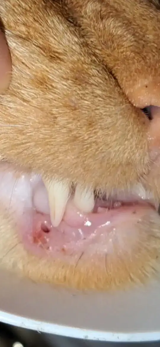 Inflamed lip with a small hole on the lower lip of a cat