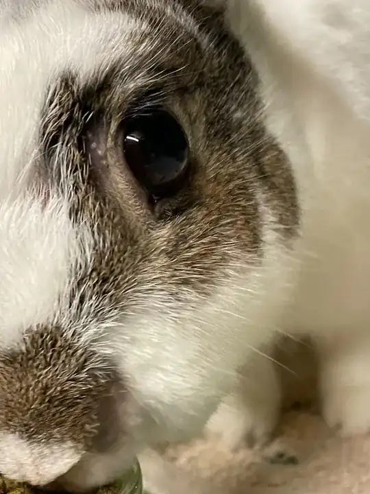 rabbit's eyebrow