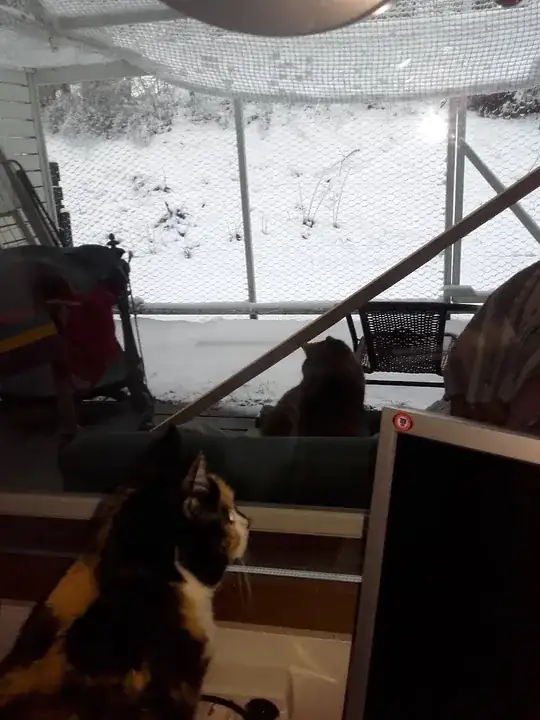 Photo of two cats in winter with a patio enclosed with chicken wire