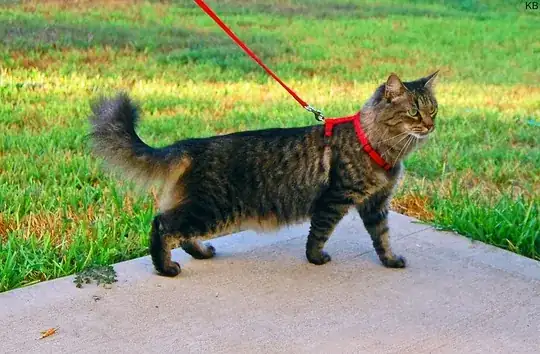 cat on a harness, from Wikipedia