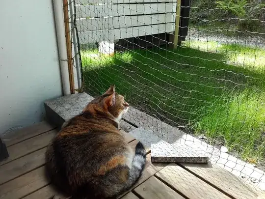 Photo of a cat in an enclosed patio behind a net