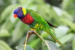 rainbow lorikeet