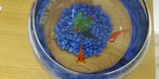 image of the fish tank