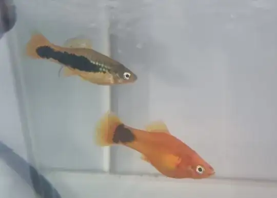 the predominantly orange pltay in the picture)