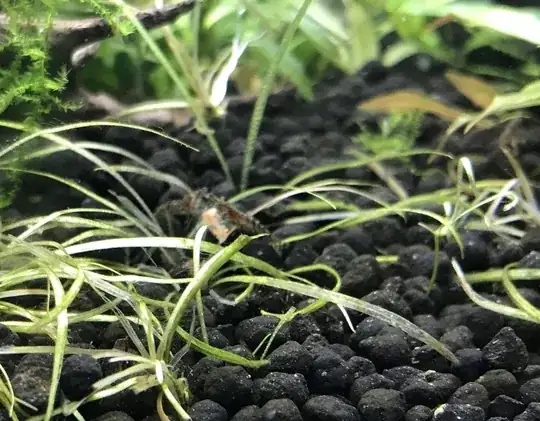my baby shrimp sharing food