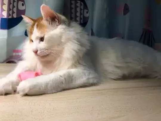 This is the first cat I mentioned above.