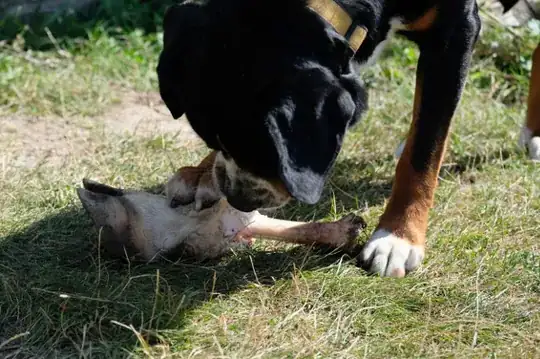 cow foot